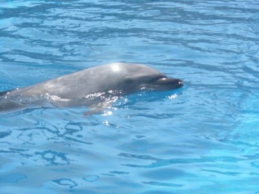 Complexul Muzeal de Ştiinţe ale Naturii e mai sărac: delfinul Pei Pei a murit!